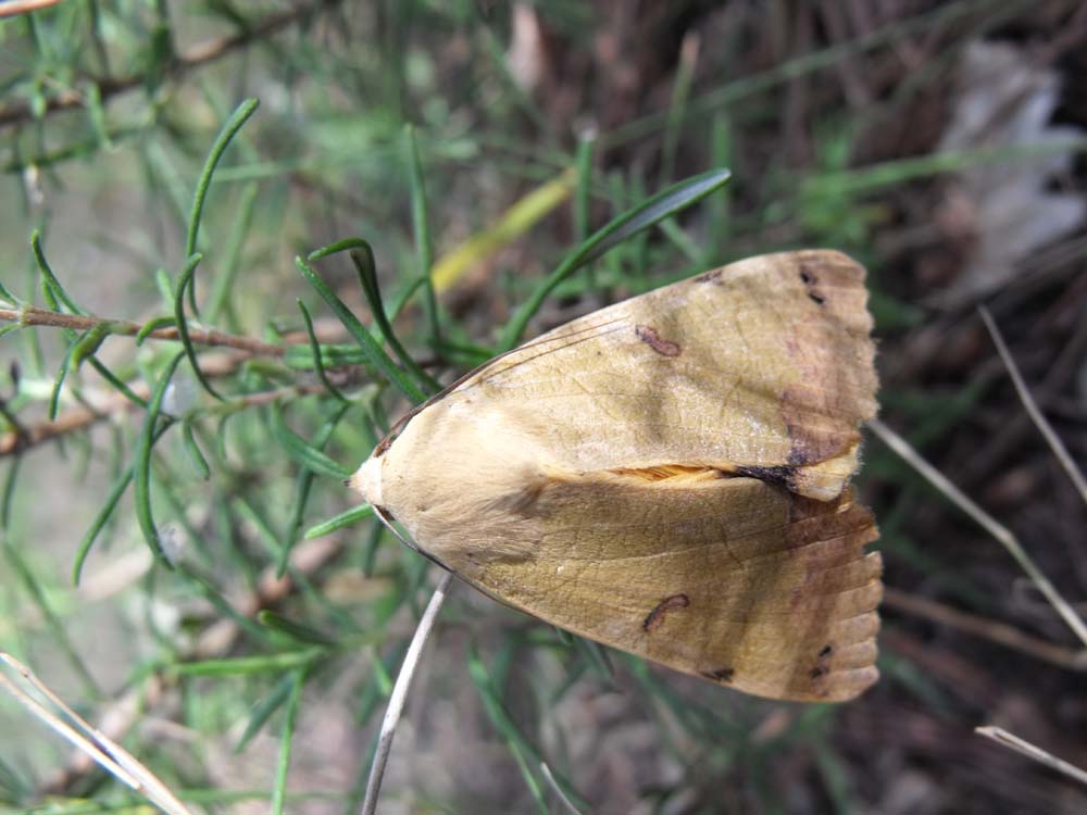 Bella falena maremmana da id - Ophiusa tirhaca